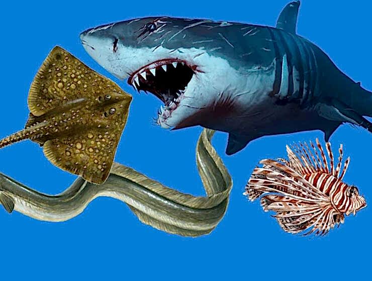 Tehlikeli Deniz Canlıları