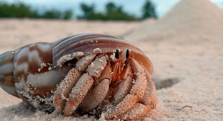 Keşiş Yengeçleri ve Deniz Kirliliği